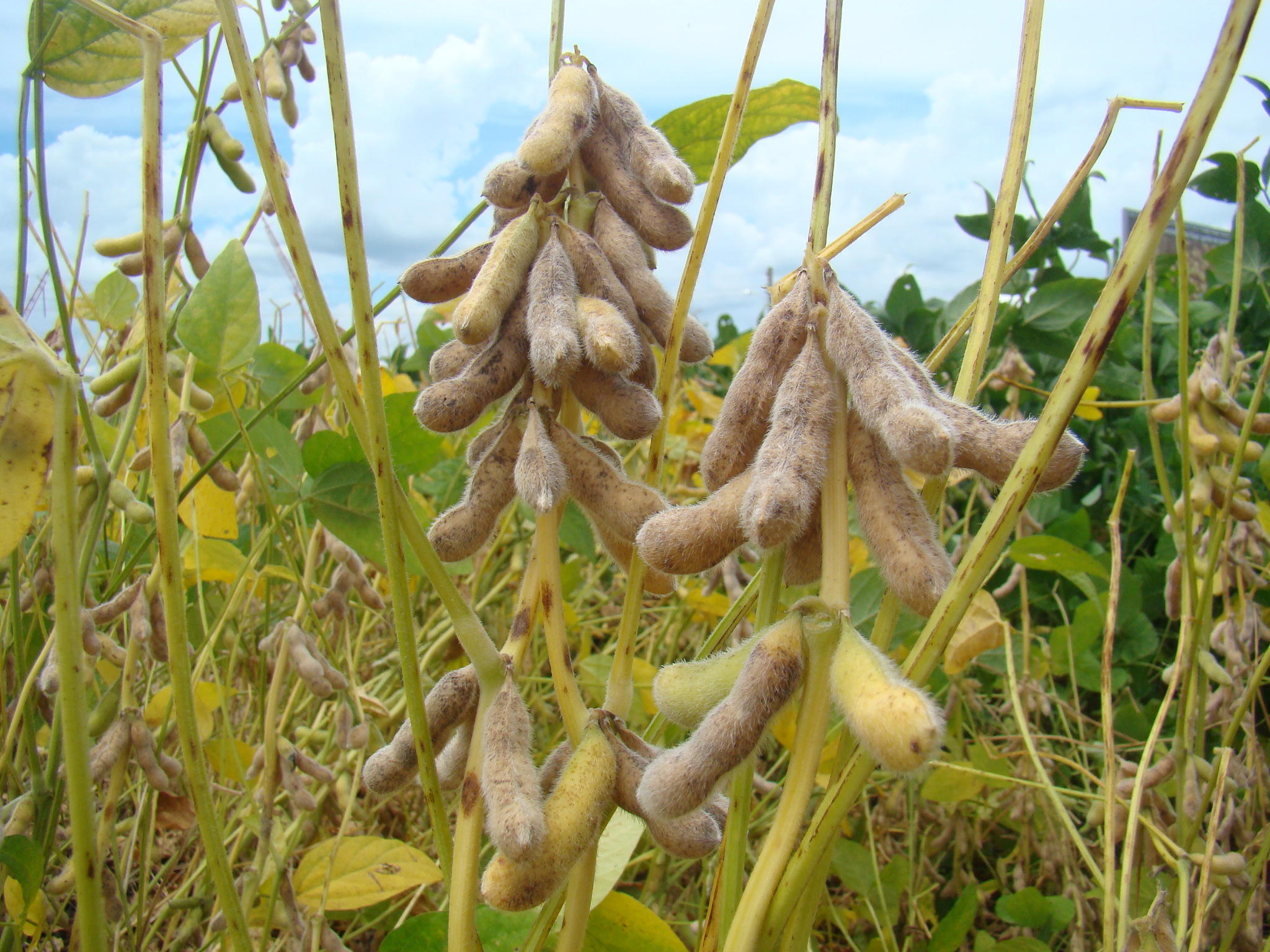 Capa Safra de grãos no Brasil deve chegar a 353,4 milhões de toneladas; RS mantém posição entre maiores produtores
