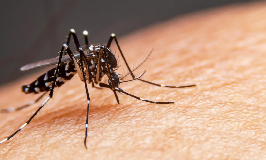 Capa Rio Grande do Sul registra primeira morte por chikungunya
