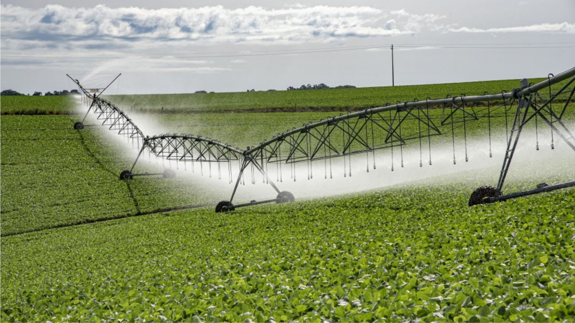 Capa Palmeira das Missões lidera produção de soja em sequeiro e trigo no Rio Grande do Sul