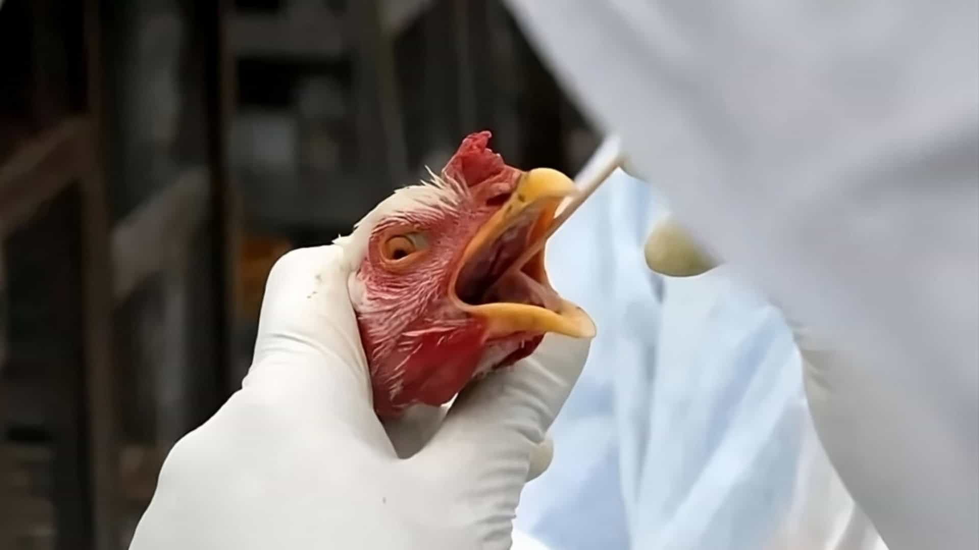 Capa Primeiro caso de gripe aviária em aves de subsistência é confirmado em Coqueiros do Sul