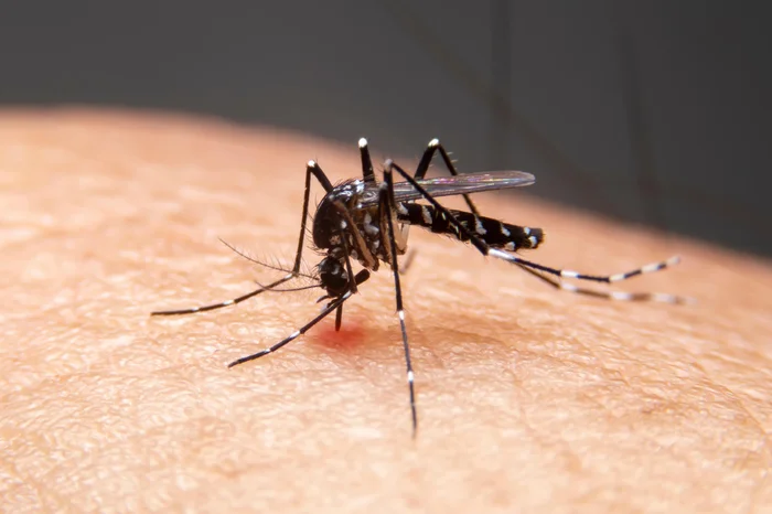 Capa Carazinho chega a 56 casos de Chikungunya, conforme novo alerta epidemiológico do Estado