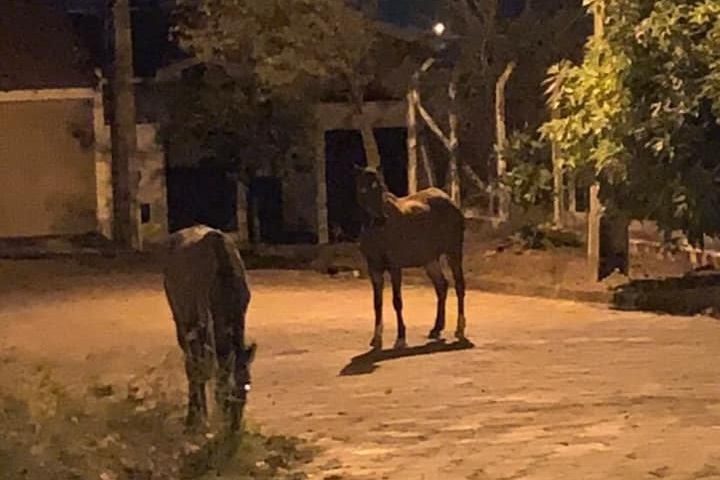 Capa Prefeitura de Novo Barreiro reforça proibição de criação de animais no perímetro urbano