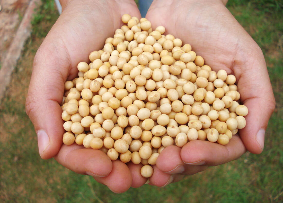 Capa Conab prevê safra de 33,5 milhões de toneladas de grãos no Rio Grande do Sul