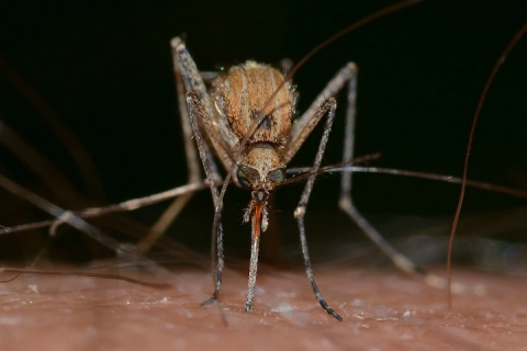 Opas eleva risco de febre do Oropouche nas Américas para alto