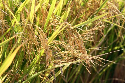 Safra 2024/2025: Conab prevê novo aumento nas áreas de arroz e feijão