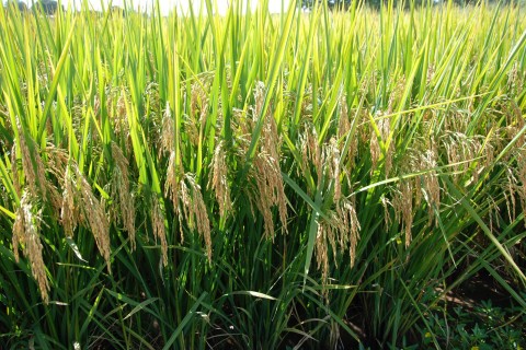 Produção nacional: Conab recebe crédito extra de R$ 998 milhões para fazer estoques de arroz