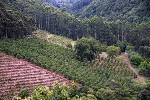 Abertura da colheita da erva-mate será em Palmeira das Missões, berço do cultivo no RS